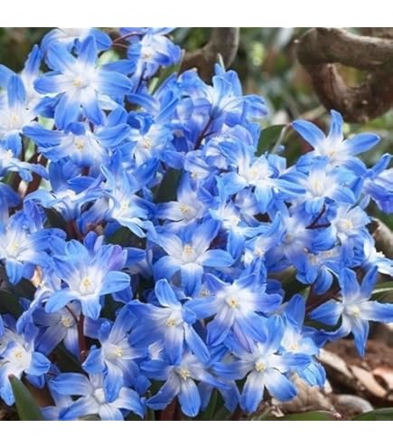 Amazon.co.jp: 夏植え球根 オキザリス ケンアスレット 10球